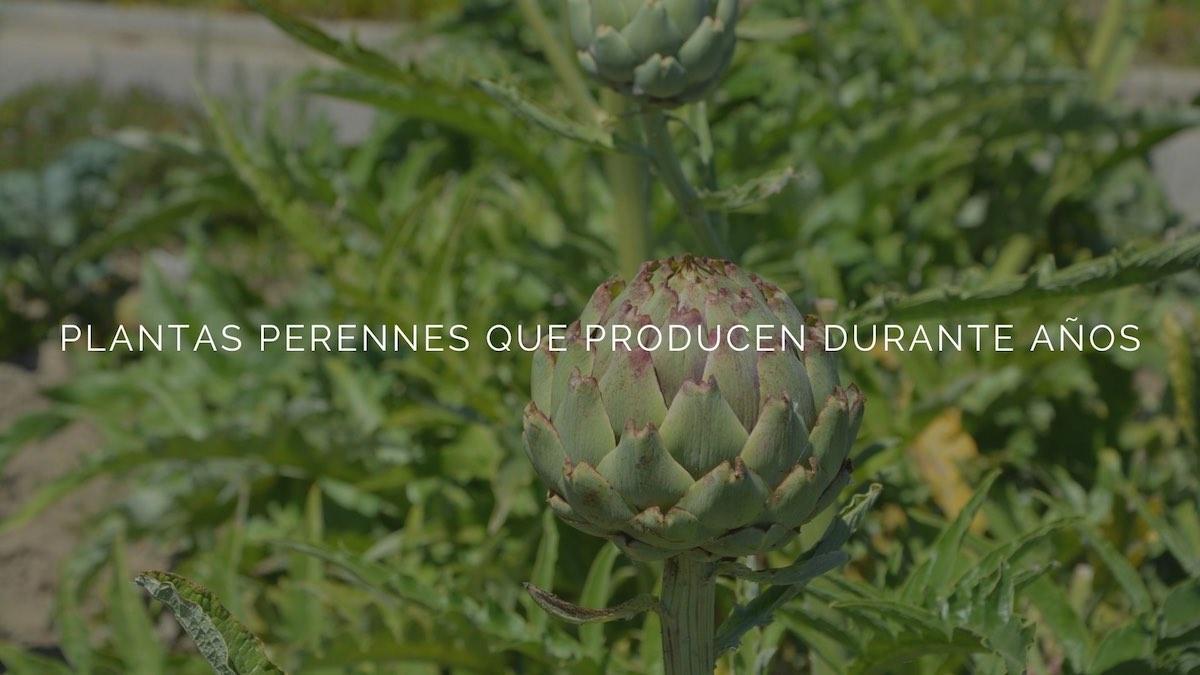 17 plantas perennes que producen durante años