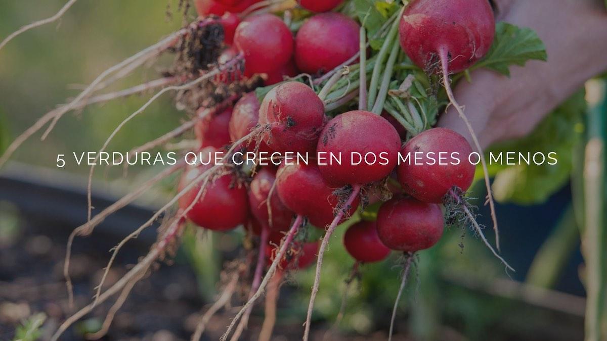 5 verduras que crecen en dos meses o menos