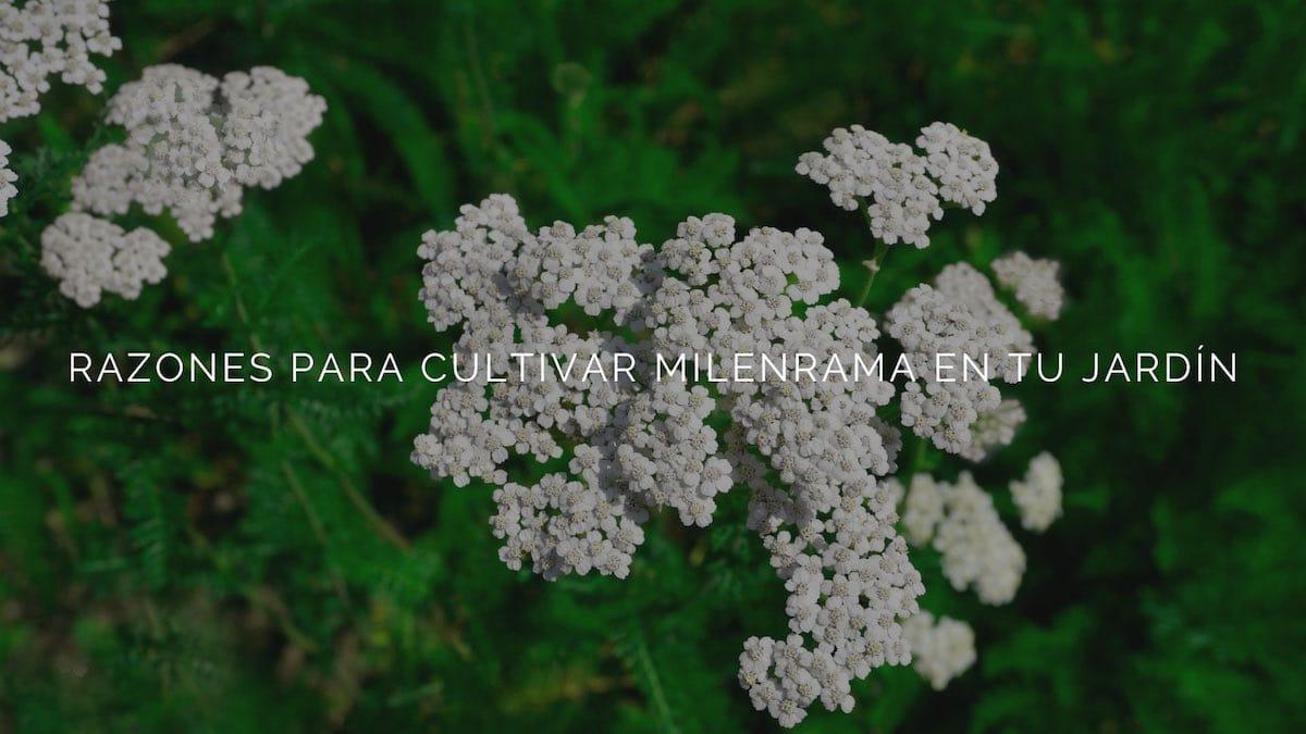 6 razones para cultivar milenrama en tu jardín