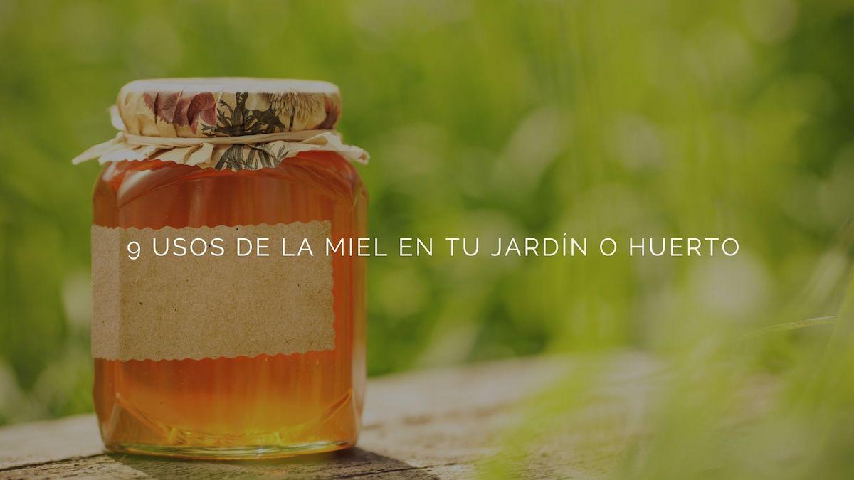9 usos de la miel en tu jardín o huerto