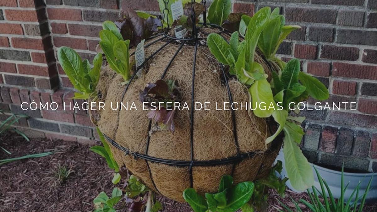Cómo hacer una esfera de lechugas colgante para hacer ensaladas durante todo el verano