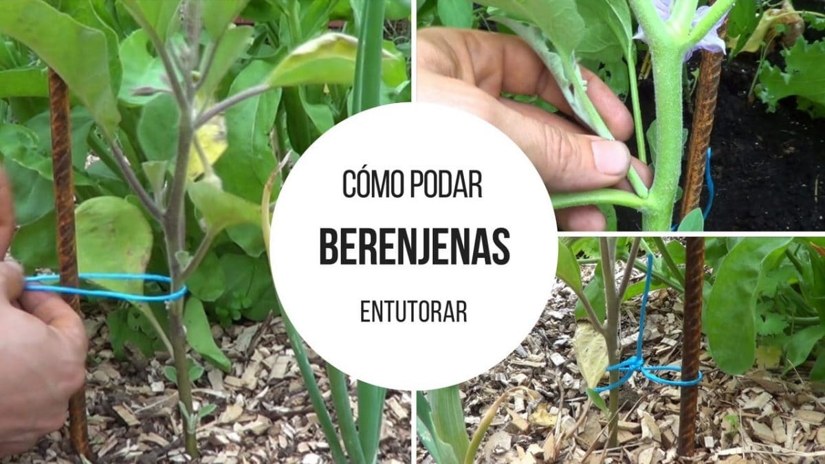 Cómo podar y entutorar el cultivo de las berenjenas