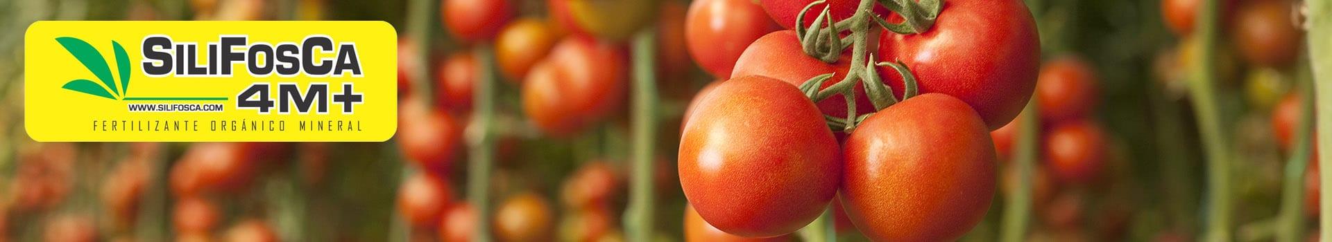 Portada tomate www.silifosca.com
