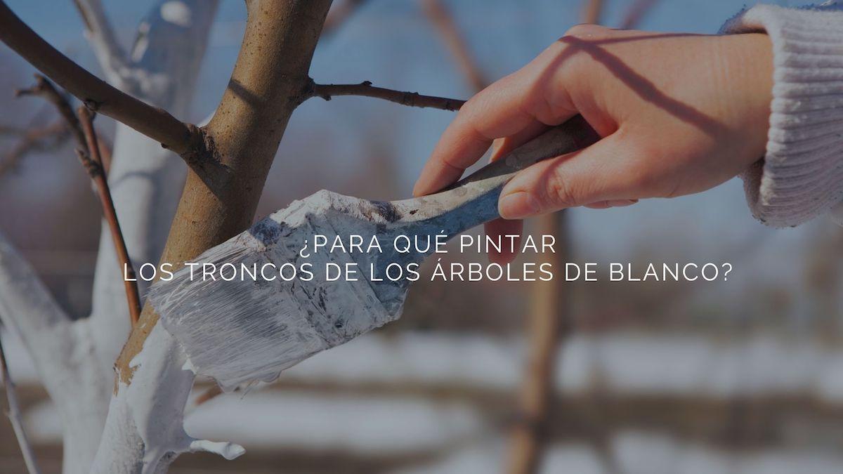 ¿Para qué pintar los troncos de los árboles de blanco?