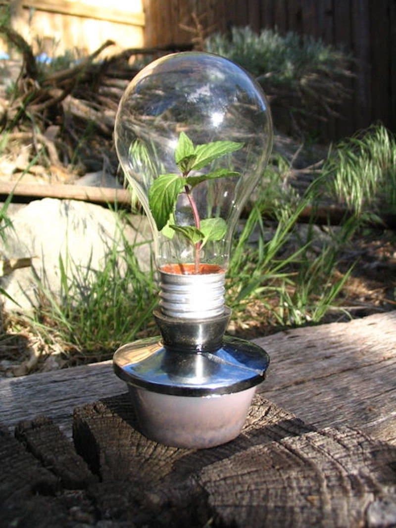 Convierte una bombilla vieja en un pequeño invernadero para el cultivo en tres sencillos pasos Convierte una bombilla vieja en un pequeño invernadero para el cultivo en tres sencillos pasos