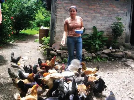 Gallinas de patio, guía de manejo eficiente 1 gallinas de patio