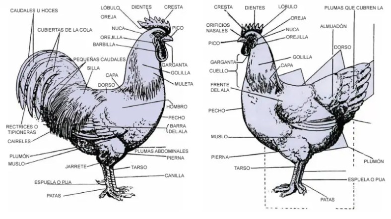 Gallinas de patio, guía de manejo eficiente 2 morfologia gallinas