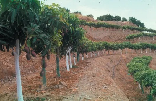 Establecimiento de una plantación de mangos 1 Plantación de mangos