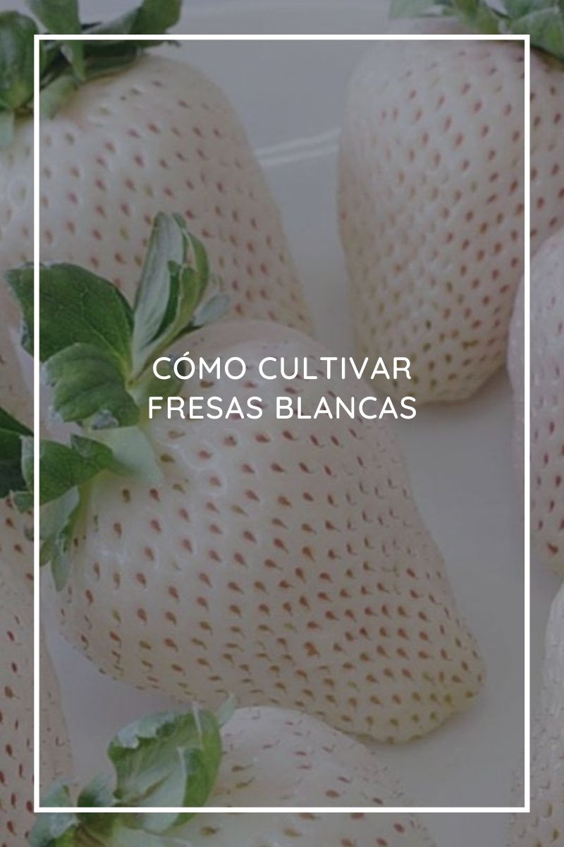Cómo cultivar fresas blancas
