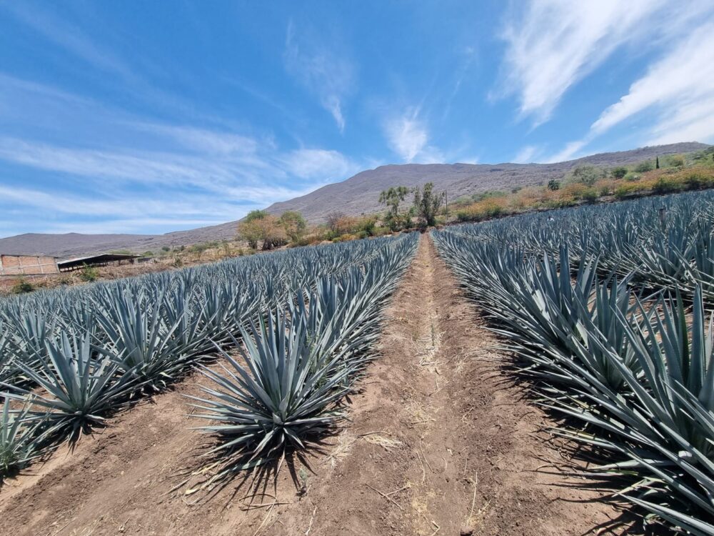 De la fibra al trago, conoce sus variedades
