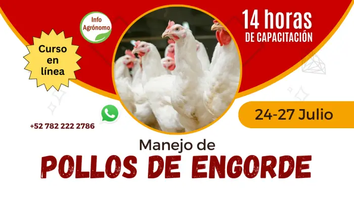 Manejo de Pollos de Engorde, curso virtual