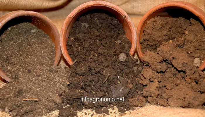 ¿Qué plantas podemos cultivar en los 6 tipos de suelos?